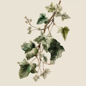 Artic Ivy Soy Candle