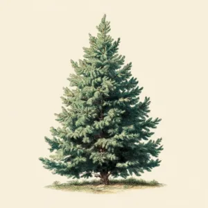 Naturalist-style illustration of a handsom Fraser Fir pin tree on a light nuetral color background