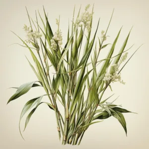 A naturalilst illustration of natural rattan reed botanicals