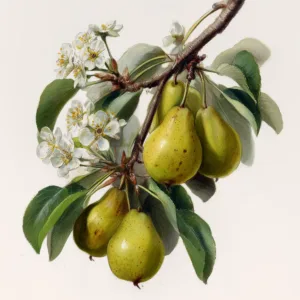 Orchard Pear Soy Candle